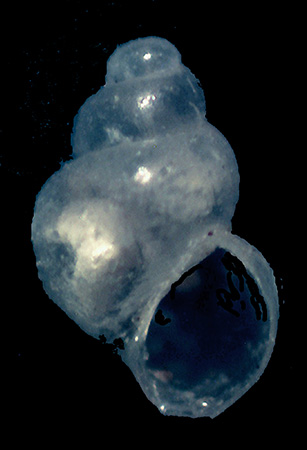 Setia da identificare